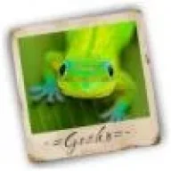 -=G.e.c.k.o=-