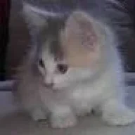 kittycamila