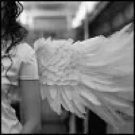No_Wings