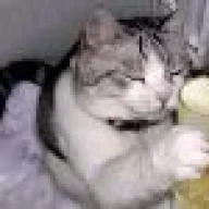 gato ferman