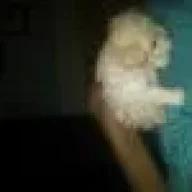 ggaannzziittoo