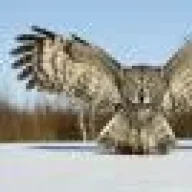 aldorg