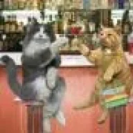 gato8314
