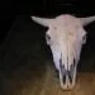 Metal Cow