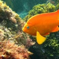 pezdorado