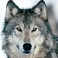 Wolfx27