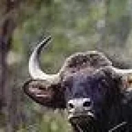 gaur