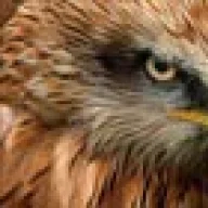 hawkcell