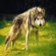 GREY WOLF