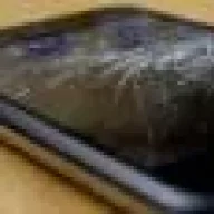 Rocskar