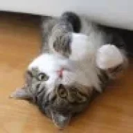bipussy