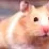 hamster2536