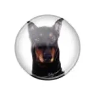 doberman11