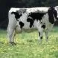 vasco1957