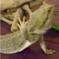 cacarucho