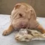 pirock