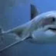 GreatWhite
