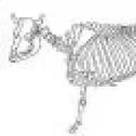 algogal