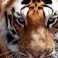 TIGRE_112