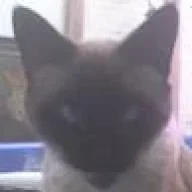charlx