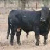 torero2303