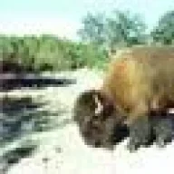 tatanka bufalo