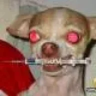 perro_reloco