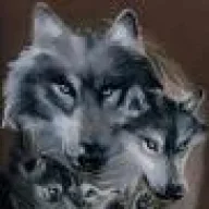 Gray Wolf