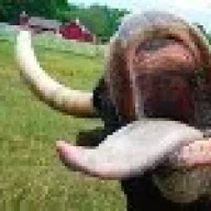 soyelfeobeta