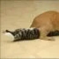Gatito_Aca