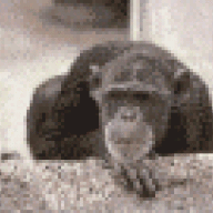 elpeludo01
