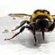 BumbleBee71