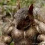 stonedan