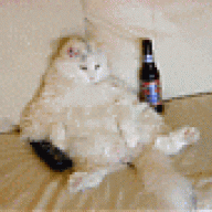 gattoxx