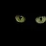 catz