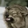 wolf_MC
