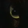 felislybica