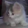 kittycamila