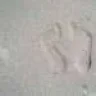 laustic