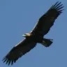 Falcon_Rex