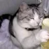 gato ferman