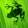 rana_verde