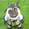Bat-dog