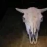 Metal Cow