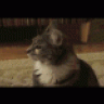 katatonico