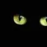 el gato negro