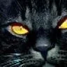 gato1971