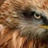 hawkcell