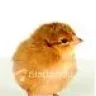 pollito002