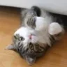bipussy